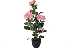 Διακοσμητικό Φυτό Τριανταφυλλιά σε Γλάστρα 70cm