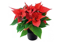 Αλεξανδρινό 30-40cm σε Γλάστρα 1.3L