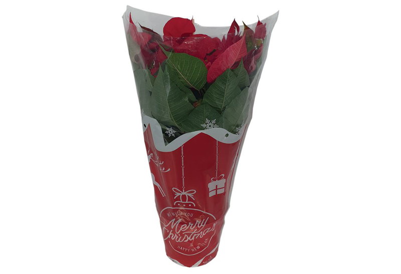 Αλεξανδρινό Euphoria Pulcherrima 60-80cm σε Γλάστρα 3.5L