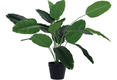 Πράσινο Φυτό σε Γλάστρα Υ.84cm
