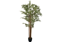Διακοσμητικό Φυτό σε Γλάστρα 90cm