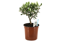 Ελιά Bonsai Olea Europa 35-45cm σε Γλάστρα