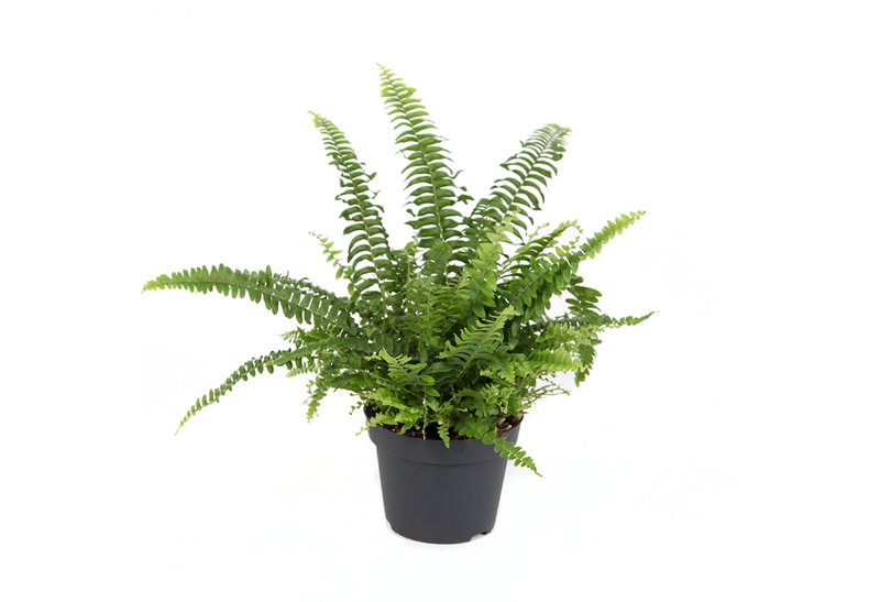 Φτέρη Nephrolepis 40-60cm σε Γλάστρα