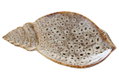 Boltze Διακοσμητικό Πιάτο Alyssa Πορσελανάτο Μ20xΥ3xΠ12cm σε 2 Αποχρώσεις