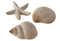 Boltze Διακοσμητικό Κοχύλι/Αστερίας Bigo Μ10xΥ5xΠ6cm σε 3 Σχέδια