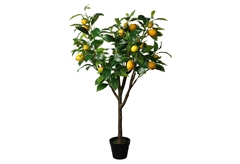 Διακοσμητικό Φυτό Λεμονιά σε Γλάστρα Φ10xΥ115cm