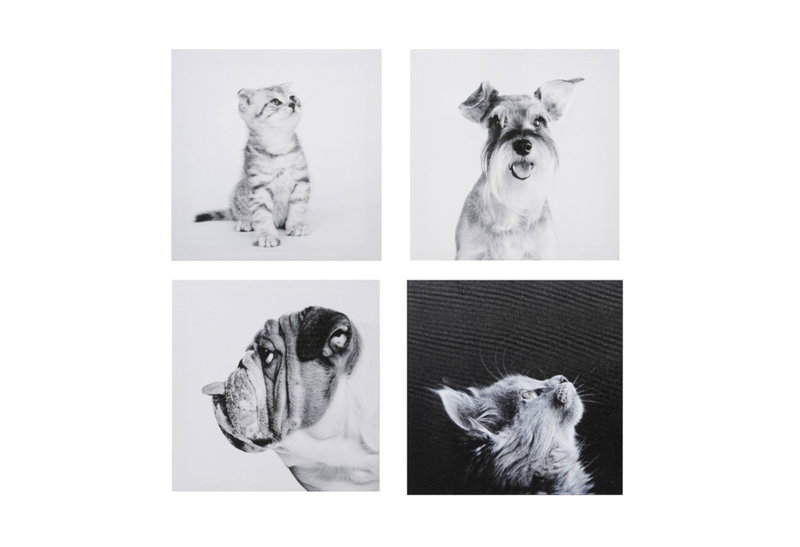 Καμβάς Ostaria Animals 28x28cm σε 4 Σχέδια