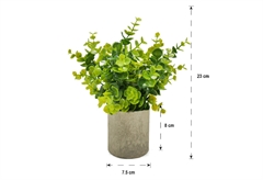 Διακοσμητικό Φυτό Home&Camp Ευκάλυπτος 23cm