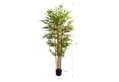 Διακοσμητικό Φυτό Home&Camp Bamboo 180cm