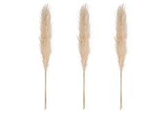 Σετ Φυσικό Pampas 110cm 3τμχ
