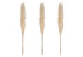 Σετ Φυσικό Pampas 110cm 3τμχ