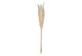 Σετ Φυσικό Pampas 65cm 6τμχ