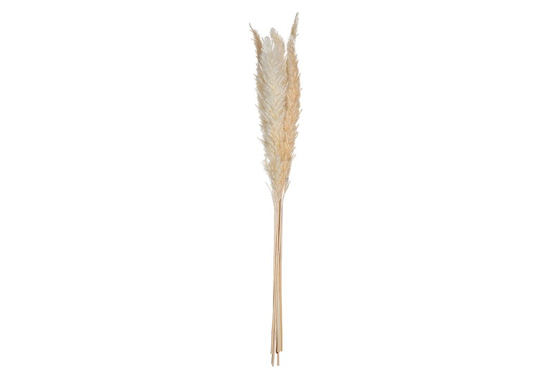 Σετ Φυσικό Pampas 65cm 6τμχ