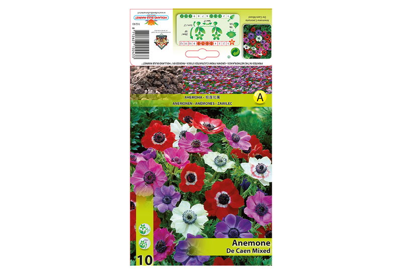 Βολβοί Φθινοπώρου HBM Bulbs Ανεμώνη De Caen Mixed