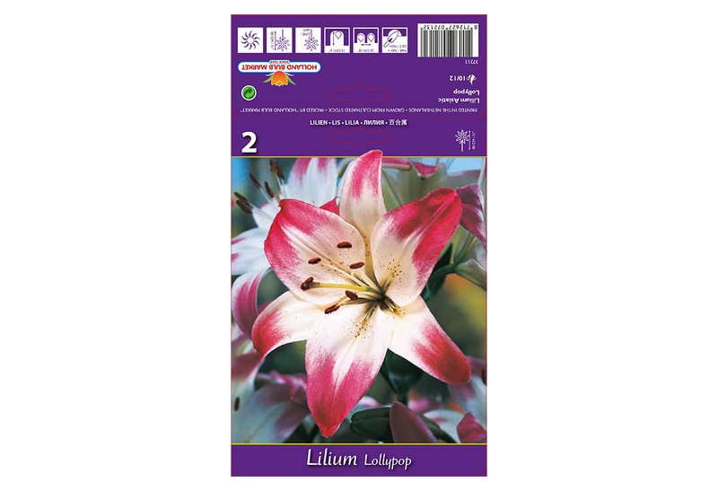 Βολβοί Φθινοπώρου HBM Bulbs Λίλιουμ As Lollypop