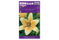 Βολβοί Φθινοπώρου HBM Bulbs Λίλιουμ Or Salmon Classic