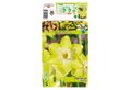 Βολβοί Φθινοπώρου HBM Bulbs Νάρκισσος Mini Verdin