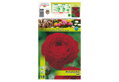 Βολβοί Φθινοπώρου HBM Bulbs Ranunculus Red