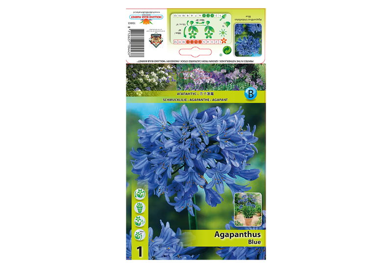 Βολβοί Φθινοπώρου HBM Bulbs Agapanthus Blue