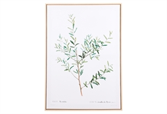 Κάδρο Ostaria Botanical 50x70cm σε 2 Σχέδια