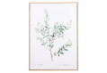Κάδρο Ostaria Botanical 50x70cm σε 2 Σχέδια