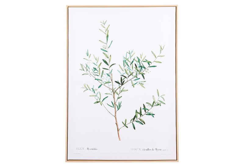 Κάδρο Ostaria Botanical 50x70cm σε 2 Σχέδια