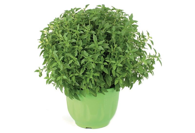 Βασιλικός Ocimum Basilicum σε Γλάστρα Φ18cm
