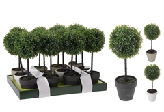 Διακοσμητικό Φυτό σε Κασπώ σε Διάφορα Χρώματα