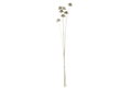 Αποξηραμένο Λουλούδι Eglo Living Alabel Natural 60cm