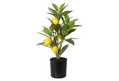 Διακοσμητικό Φυτό Λεμονιά σε Γλάστρα 37cm