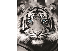 Αφίσα Miniposter 301 Eye Of The Tiger 40X50cm