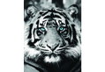 Αφίσα Miniposter 301 Eye Of The Tiger 40X50cm