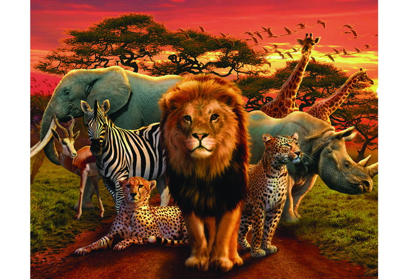 Αφίσα Miniposter 322 Animals 40X50cm