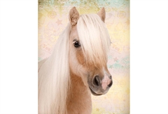 Αφίσα Miniposter 325 Pony 40X50cm