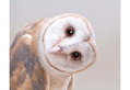 Αφίσα Miniposter 347 Tyto Owl 40X50cm