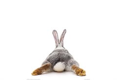 Αφίσα Miniposter Rabbit Tail, με διαστάσεις (ΜxΥ): 40x50 cm.