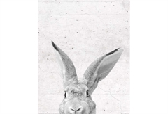 Reinders Αφίσα Miniposter 356 Rabbit 50x40cm