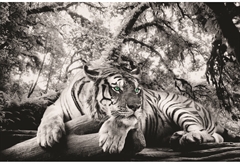 Αφίσα Maxiposter 10 Λευκή Τίγρης 61X91,5cm