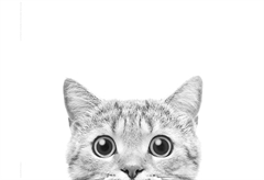 Αφίσα Miniposter Kitty, διαστάσεις (ΜxΥ): 50x40 cm.