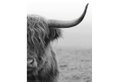 Αφίσα Miniposter B&W Deer 40X50cm
