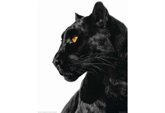 Αφίσα Miniposter Black Panther 40X50cm