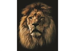 Αφίσα Miniposter 388 Lion 40X50cm