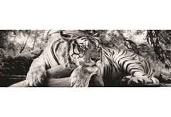 Αφίσα Jumbo 505 Ασπρόμαυρη Τίγρης 158X53cm