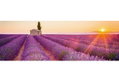 Αφίσα Jumbo Lavender Field 158X53cm