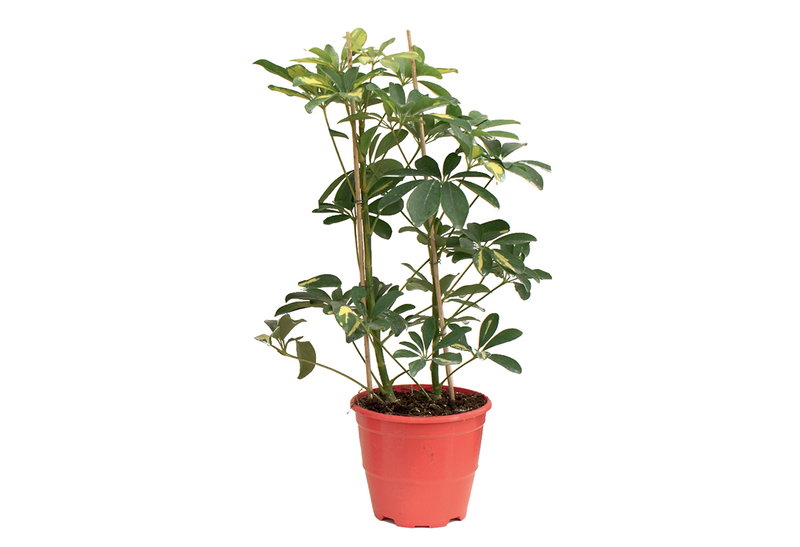 Σεφλέρα Στικ 80cm σε Γλάστρα