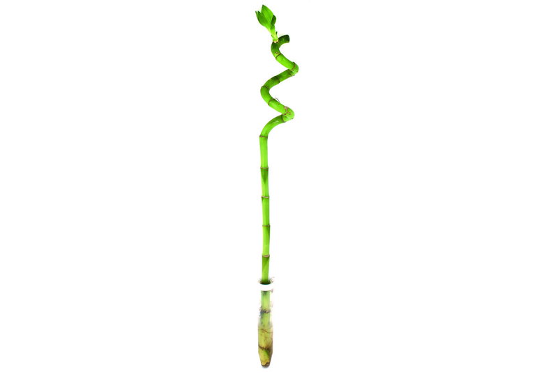 Μπαμπού Σπιράλ Mono 40cm