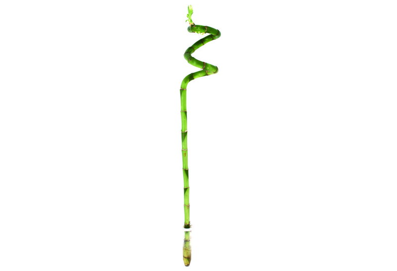 Μπαμπού Σπιράλ Mono 60cm