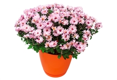 Χρυσάνθεμο σε Γλάστρα 2.5lt