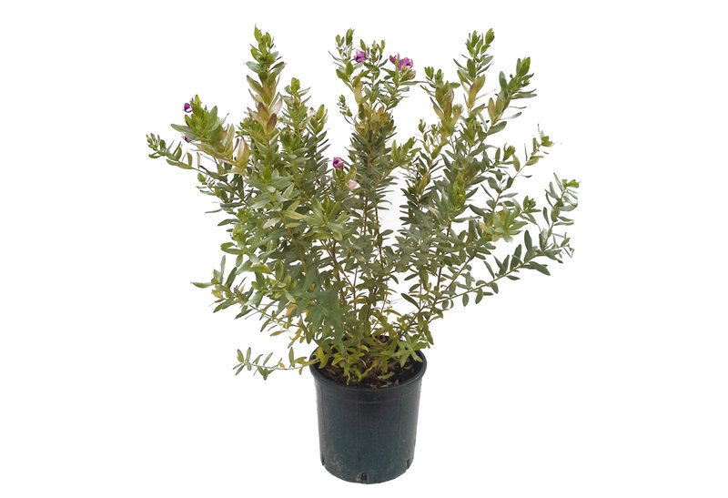 Πολύγαλα 30-40cm σε Γλάστρα