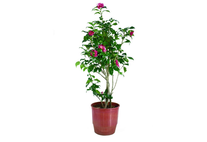 Καμέλια 60-80cm σε Γλάστρα